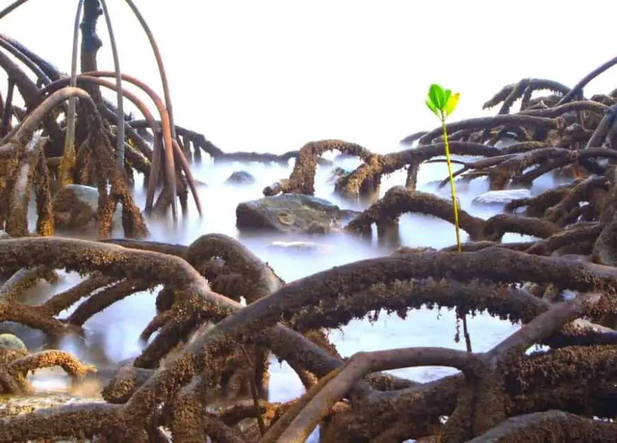 Photo of tree roots in water