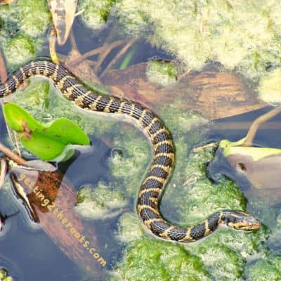 A photo of a snake in water was used in my post "My Mother's Life Story By Carolyn A. Thompson."