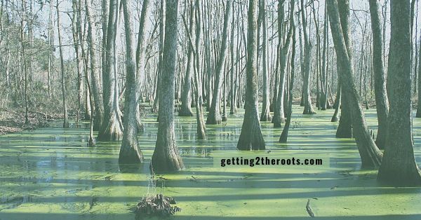 Photo of Swamps in Mississippi used in my article, "The Life Story Of My Great-Grandparents, Henry & Amanda Creal/Creel."